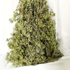 Getrocknete Blüten des wilden Berg-Oregano